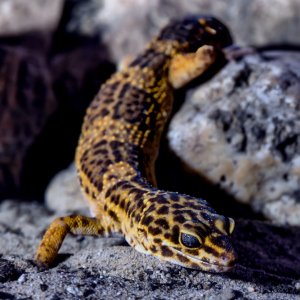 Leopardgecko 